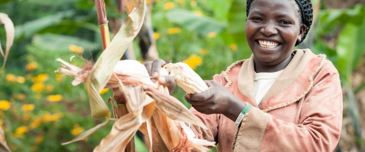 Carolyne Lunani harvests her maize in late August. With the maize she harvested, she now has enough food for the year and is able to pay for her children's school fees.